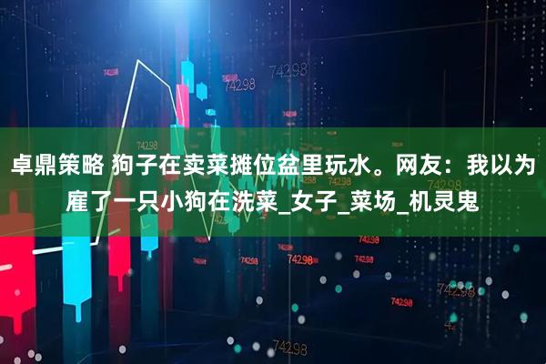 卓鼎策略 狗子在卖菜摊位盆里玩水。网友：我以为雇了一只小狗在洗菜_女子_菜场_机灵鬼